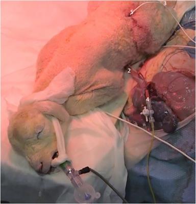 Intact cord resuscitation in newborns with congenital diaphragmatic hernia: insights from a lamb model